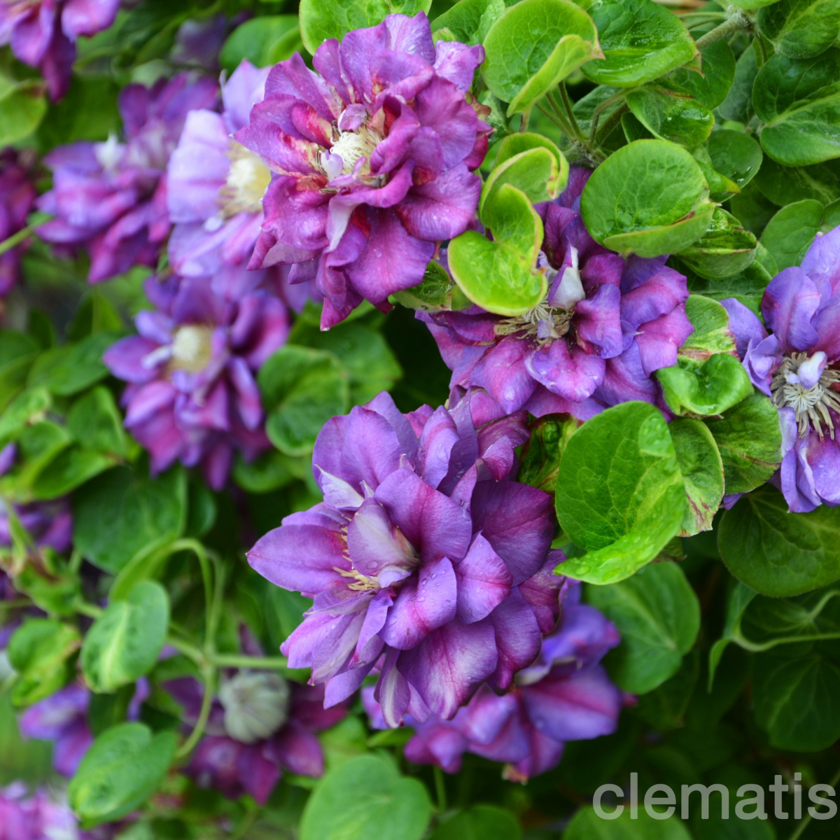 CLEMATIS ‘KRÓLOWA BONA’
