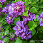 CLEMATIS ‘KRÓLOWA BONA’