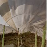 Paillage à ourlet pour asperge - Gamme REYPRO