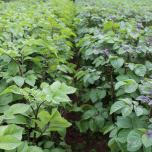 Sélection variétale