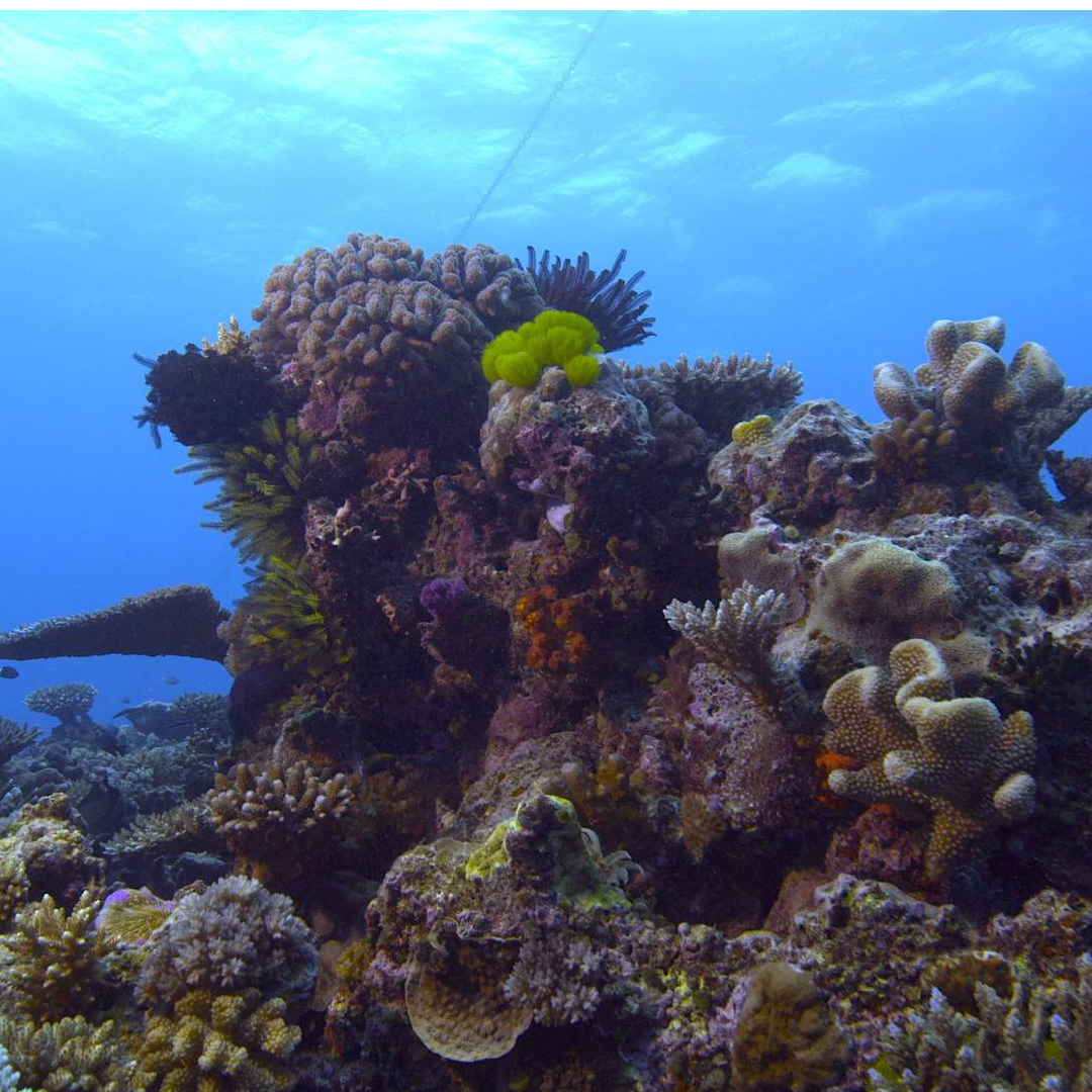 REEF RESCUE (Nominee for Best Natural History Program/Content - Long Format)