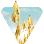 Oats & Barley