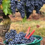 Rose d'Anjou "La Seigneurie"