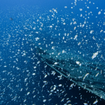 Saint Helena: bastion of biodiversity