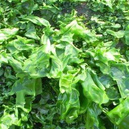 serenity™ - our organic certified sea lettuce marine extract naturally rich in magnesium