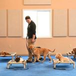 Kuranda Chew Proof Dog & Cat Beds