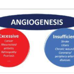 Angiogenesis in vitro to in vivo toolbox