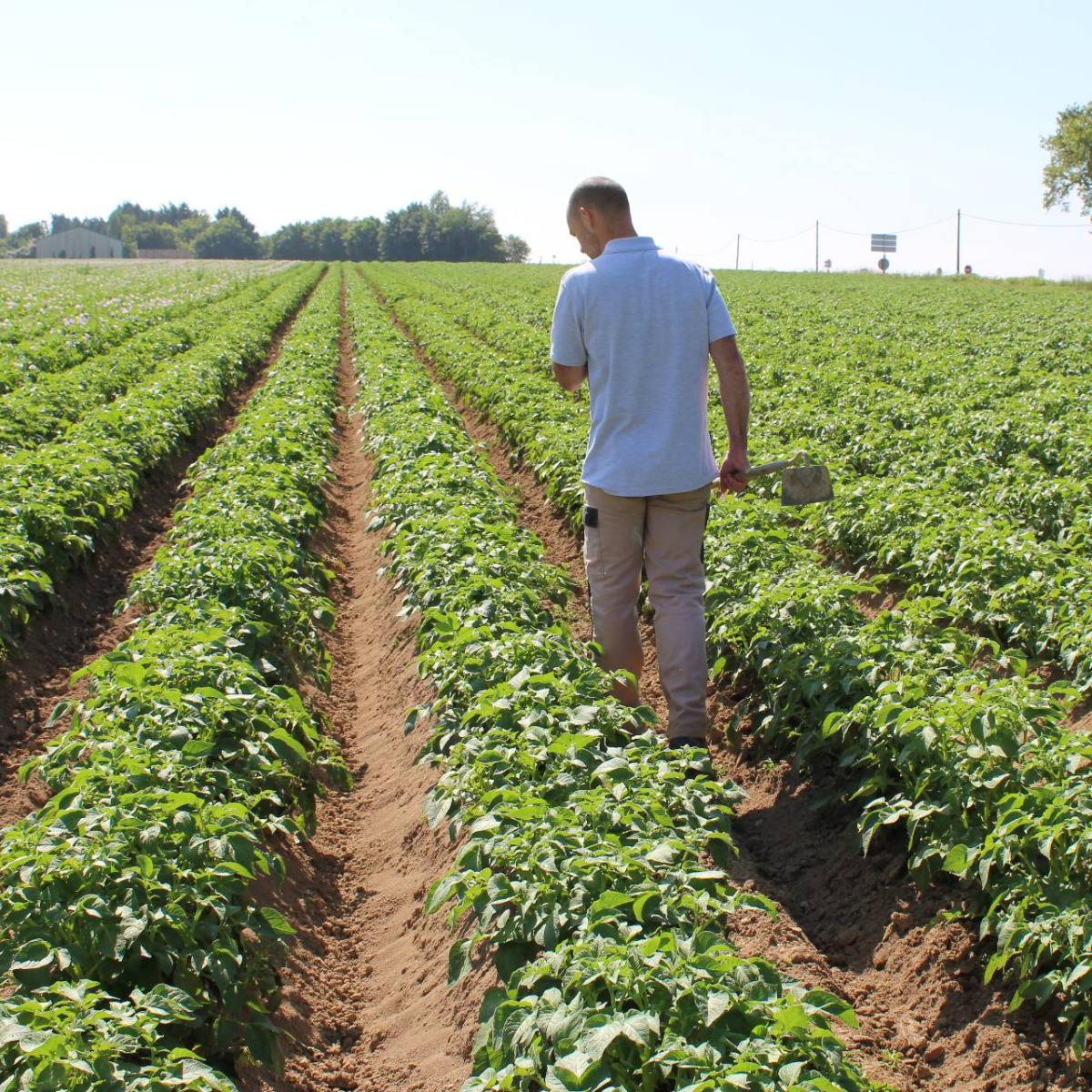 Sélection variétale