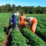 Sélection variétale