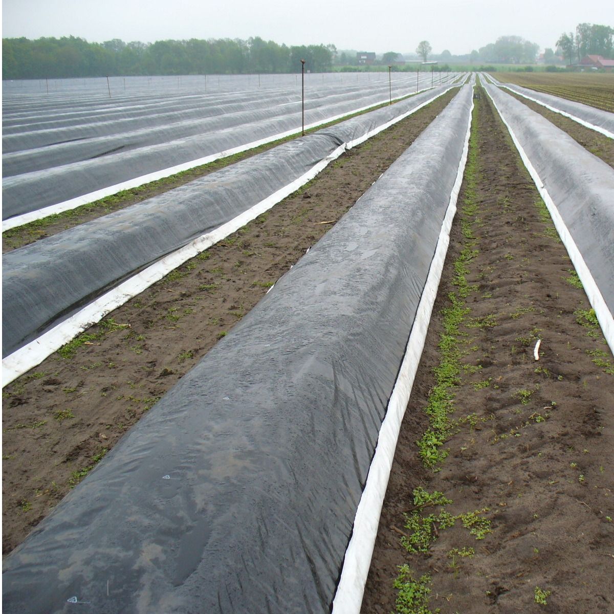 Paillage à ourlet pour asperge - Gamme REYPRO