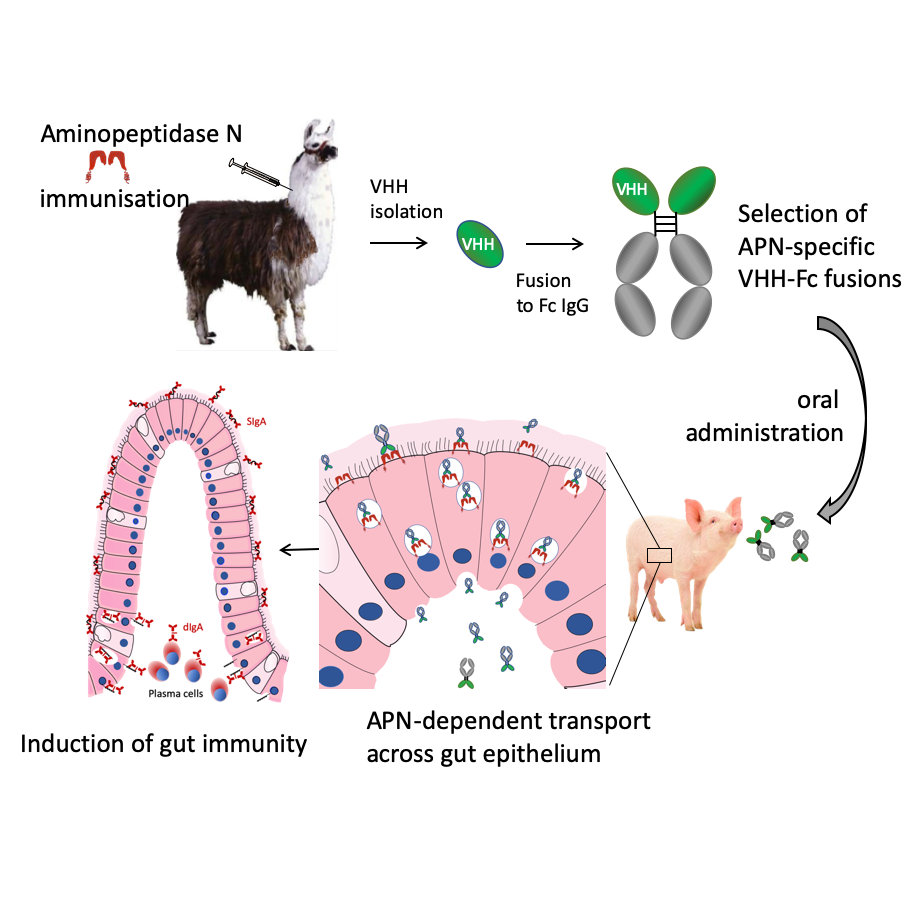 Aminopeptidase N targeting: entry portal to the gut tissues