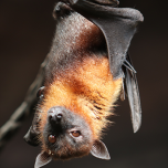 Naturschutzprojekt | Gemeinde Gehofen | Thüringen | Deutschland