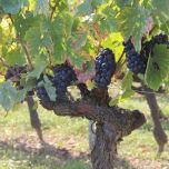 Les Gneiss Rouge 2021