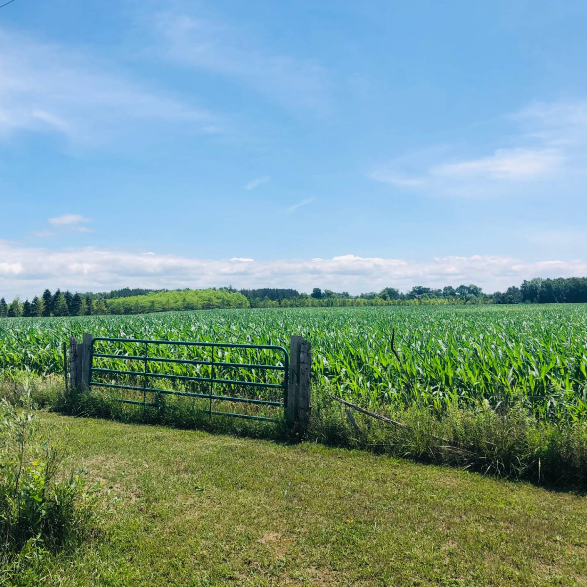 SOUTH BRUCE PENINSULA - 138 ACRES