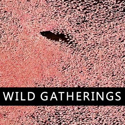 THE SECRETS OF WILD GATHERINGS 2x52' 4K - a One Planet co-production for France 2