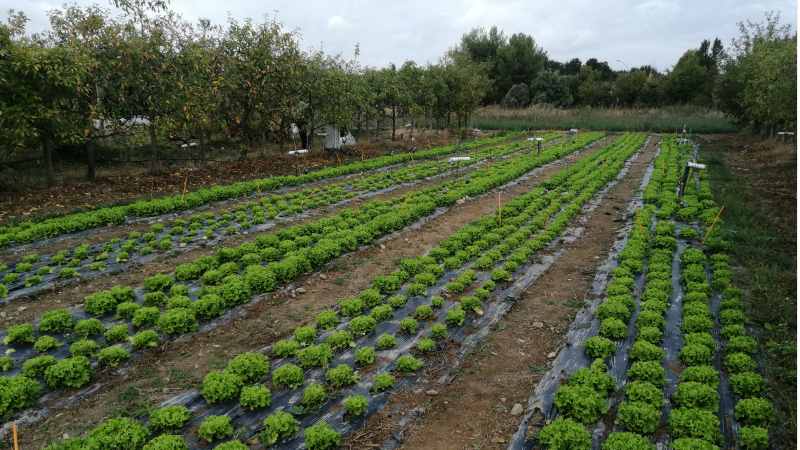 Organic soil improvers: impact on soil fertility and management of inputs