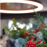 Alberta Family, perfection has a circular shape