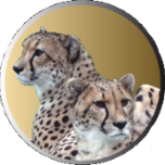 Système de Gestion pour cabinet d'assurance (BMS)