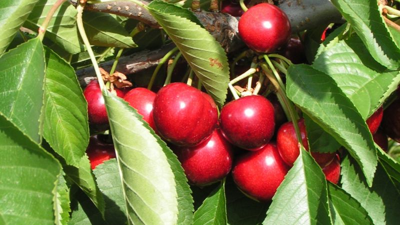 What soutions to ensure the long-term survival of the fruit industry when confronted to Drosophila suzukii? Focus on current experiments