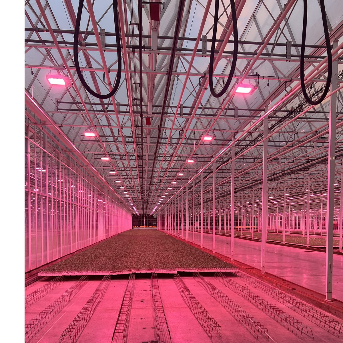 Eclairage jeunes plants et semences