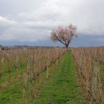 DEGUSTATION ET VISITE DE LA CAVE