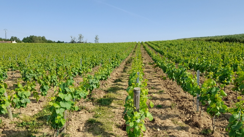 DEPHY, 10 years of results! Global impacts for a winegrowing farm (case study)