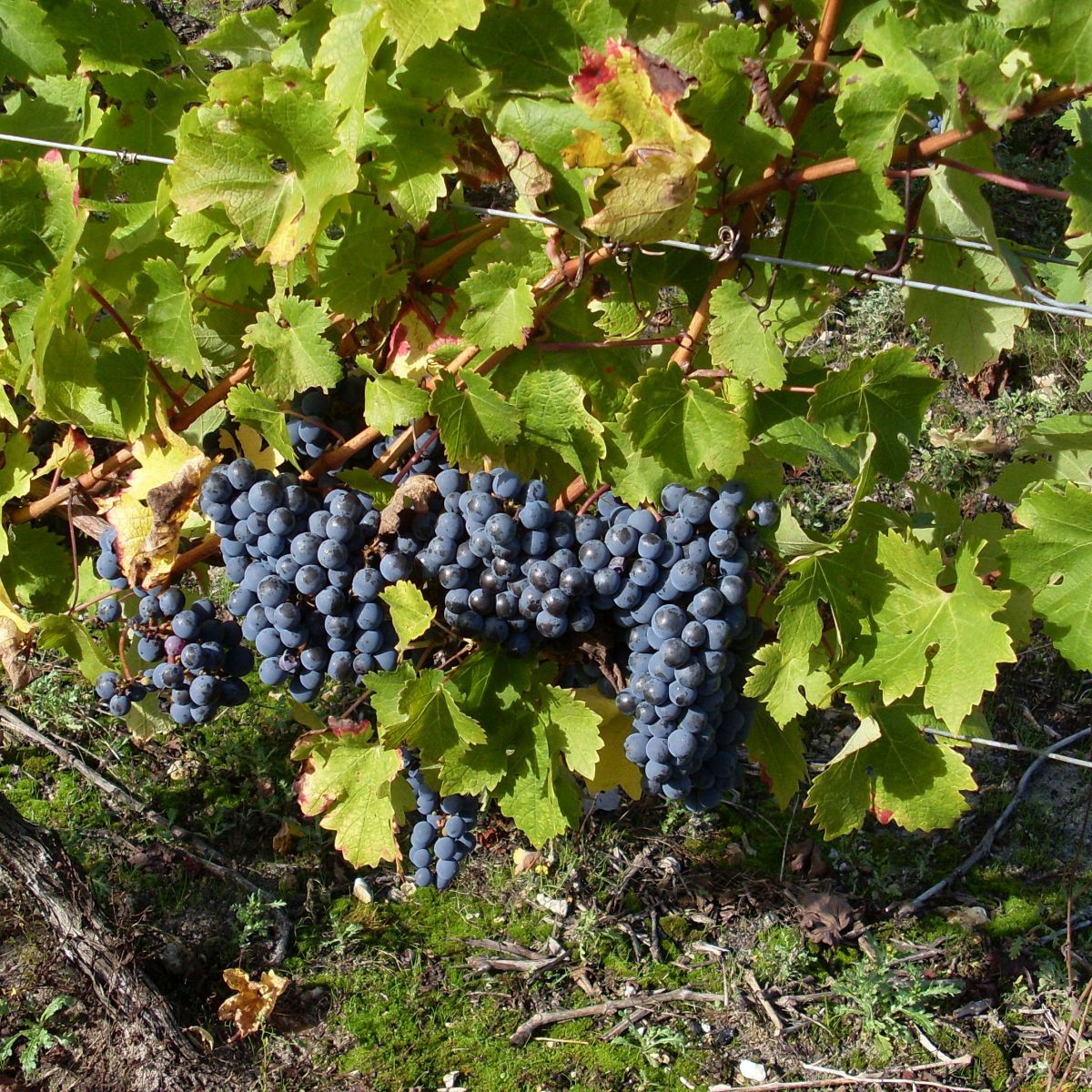 Ouvrier viticole polyvalent (H/F)