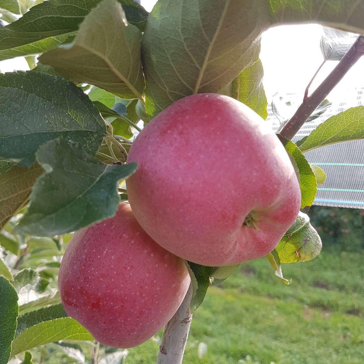 Sensye® Gradiana(cov)