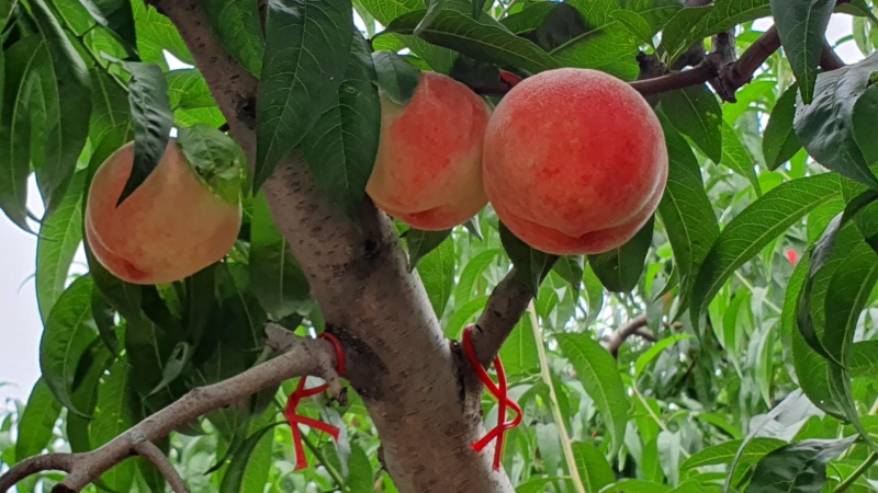 Chemical mediators and biocontrol