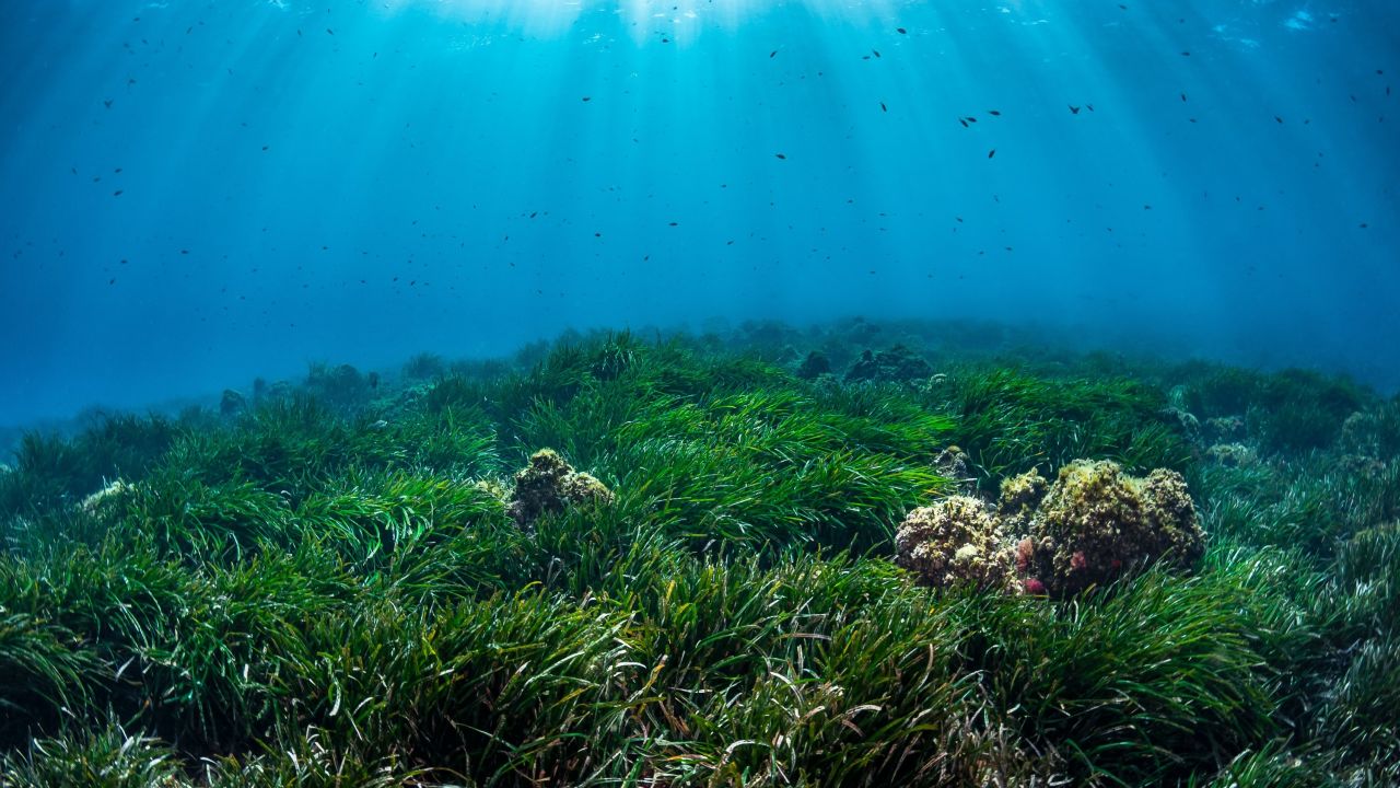 Presentation of the guide produced by the Mediterranean Posidonia Network on seagrass restoration