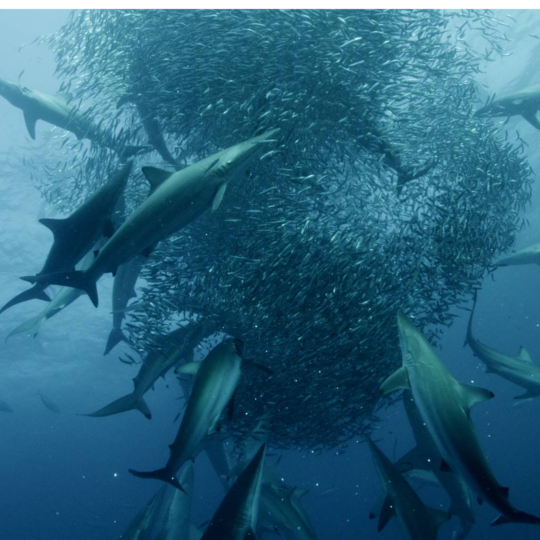 50 SHADES OF SHARKS (Nominee for Best Natural History Program/Content - Long Format)