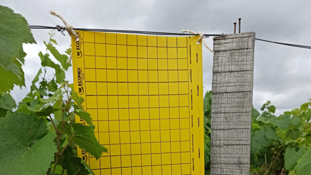 Monitoring emerging and regulated harmful organisms: it's EVERYBODY'S business!