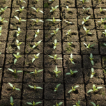 Production de plants maraîchers en conventionnel et en bio