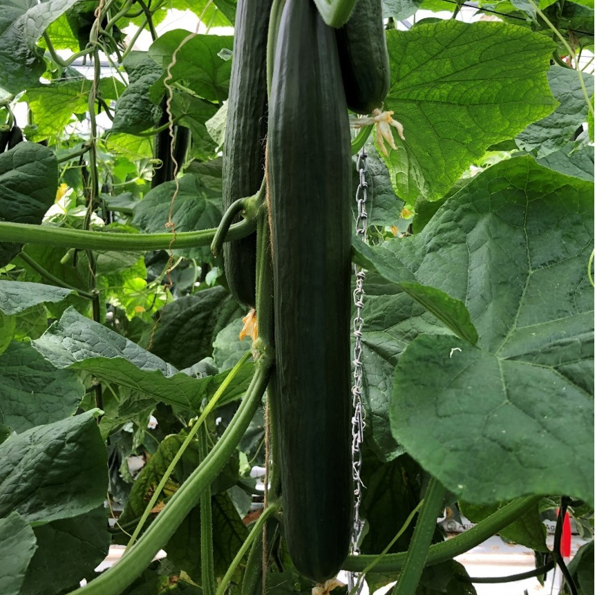 CONCOMBRE GEORGIA - BAYER SEEDS SAS