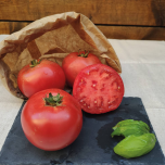 Les Tomates Tolériantes VOLTZ Maraîchage