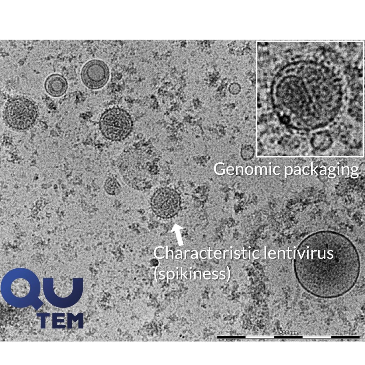 QuTEM - Lentiviral vector analysis