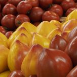 FLAMANSUN F1 (HMC 44395*)