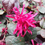 LOROPETALUM CHINENSE ‘ROUGE DE LA MAJORIE®’