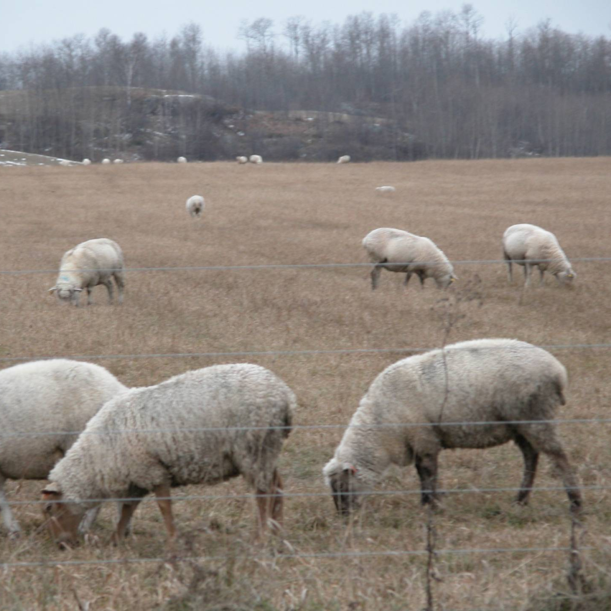 Introduction to Small Ruminant Production Course Video