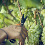 Upcycled Superfood Ingredient WellVine™ Pressed Chardonnay Grapes Offers Healthful, Flavorful Benefits and is Lower in Sugar