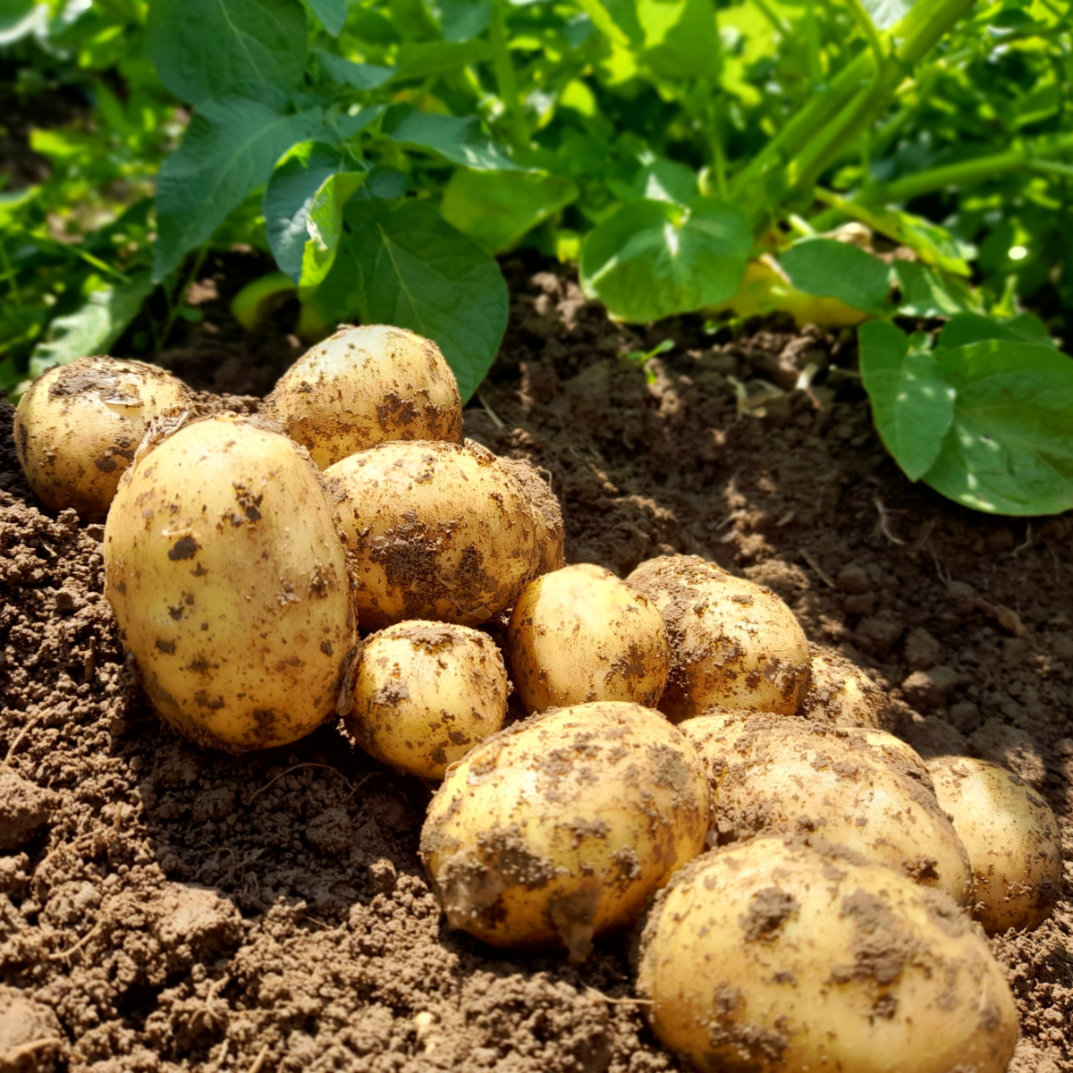 Pomme de terre Byzance