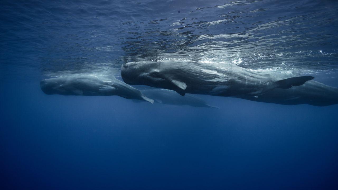 Why do we care about whales and dolphins