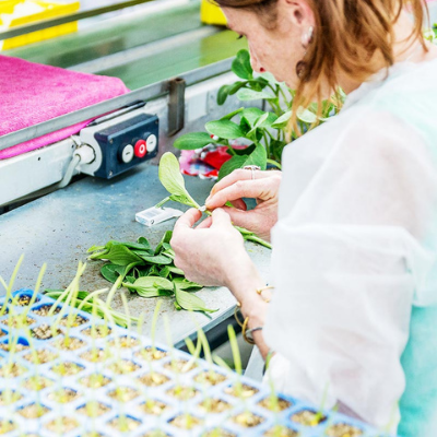 Processus de Production