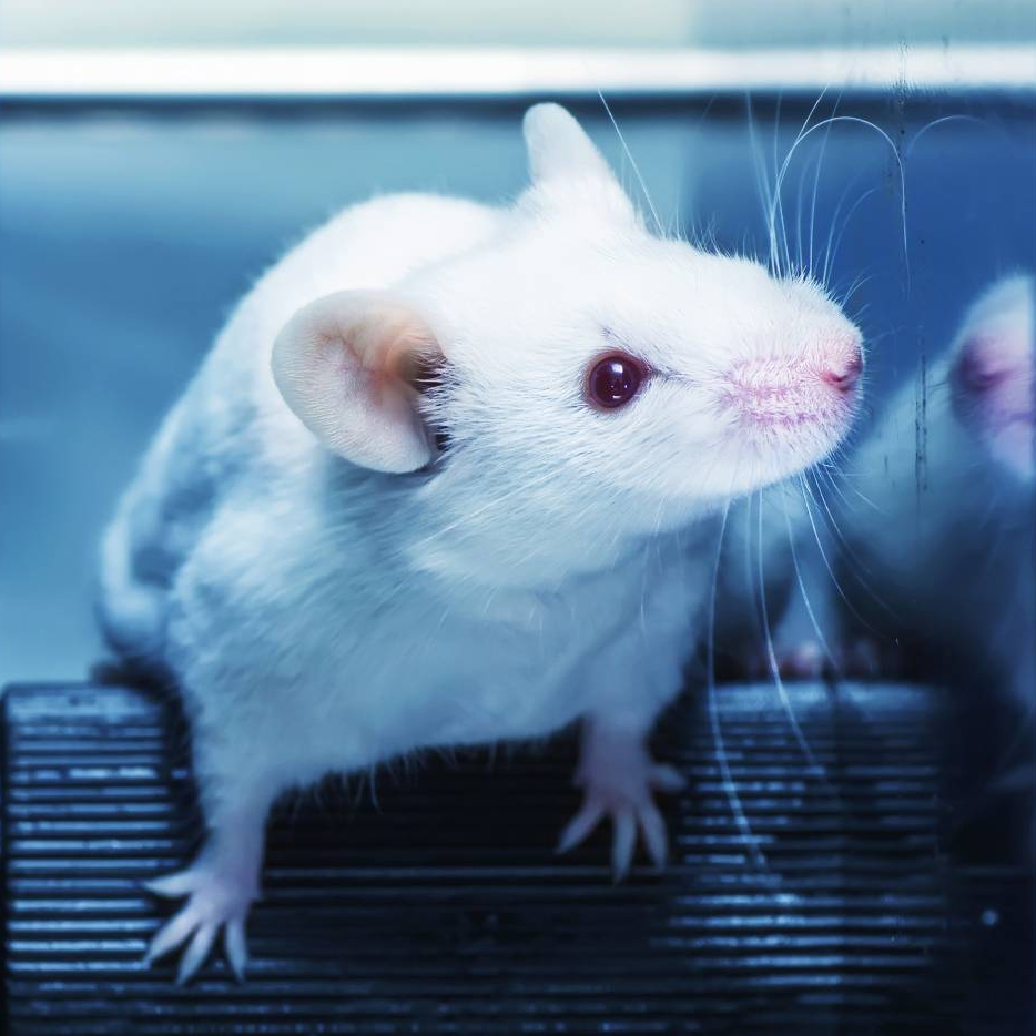 Hybridoma Development