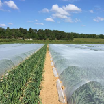 Insect-proof net - Filbio®