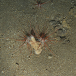 Marine Environmental Surveys