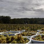 Cru Communal Goulaine