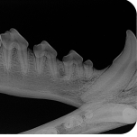 iM3 CR7 Dental X-Ray