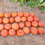 COURGE POTIMARRON FLEXI KURI F1