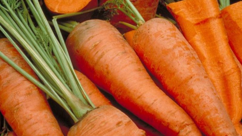 How can we identify effective biocontrol products for carrots and optimise their use?